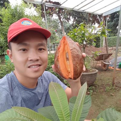 Hồng Xiêm Khổng Lồ