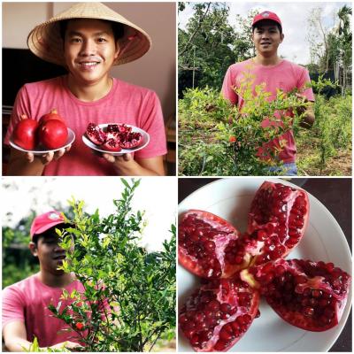 Lựu Đỏ Ấn Độ