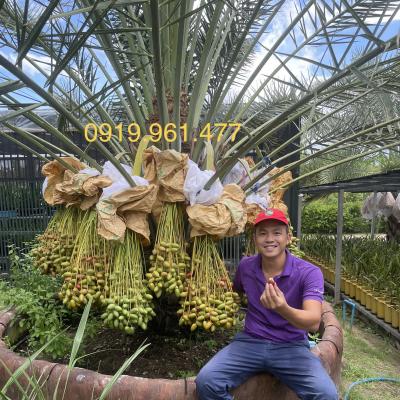 CHÀ LÀ MÔ - TỔNG HỢP CHÀ LÀ CẤY MÔ