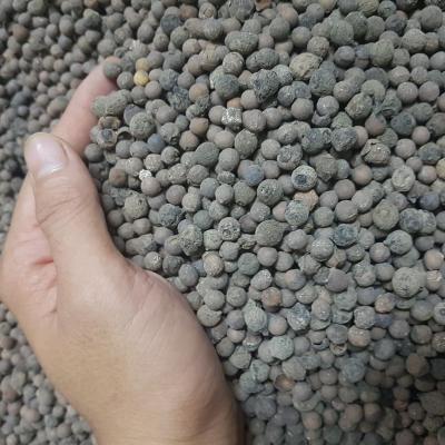 Hạt giống đàng hương trắng Ấn Độ