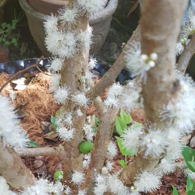 Nho Thân Gỗ Tứ Quý